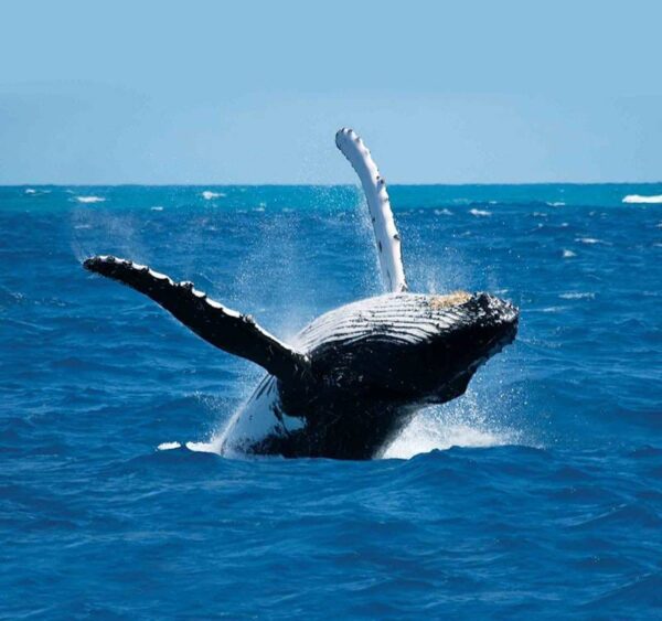Blue whale tail breach in the southern deep sea of Mirissa
