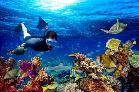 Scuba diver gliding near vibrant coral reef formations