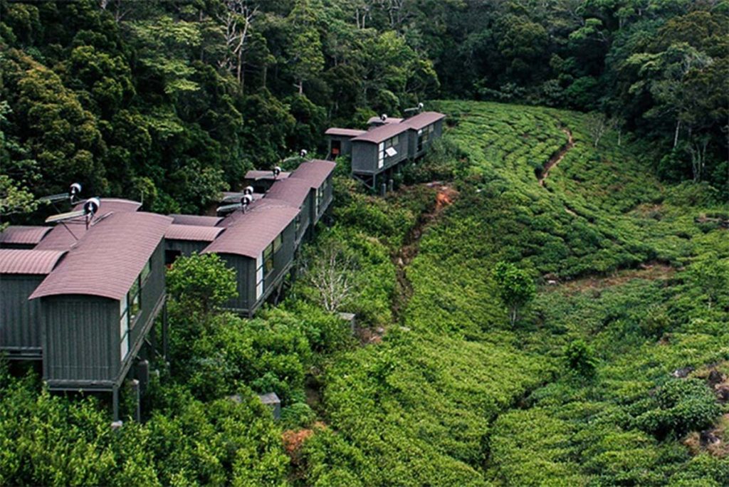 Eco lodge wooden cabin nestled in lush forest canopy