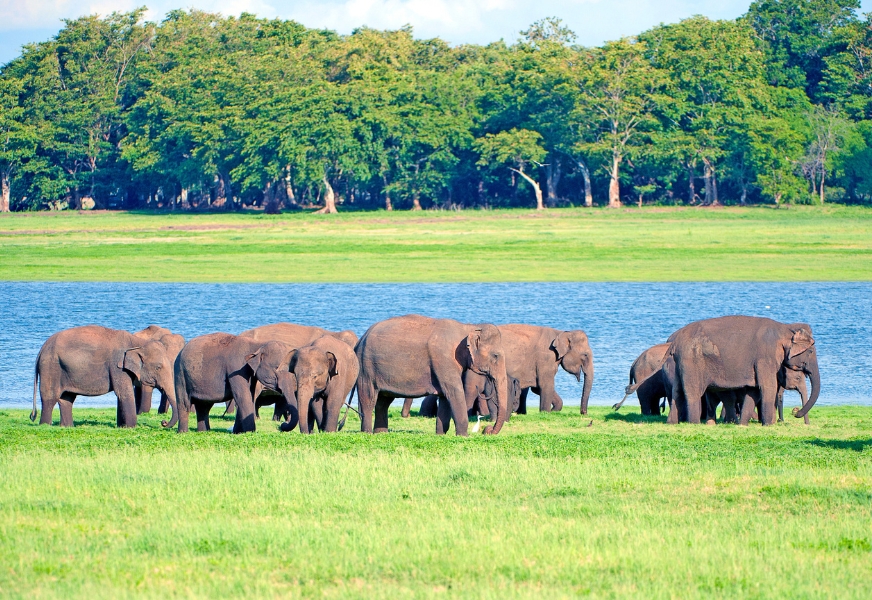 Elephant herd grazing on the reservoir plains of Minneriya