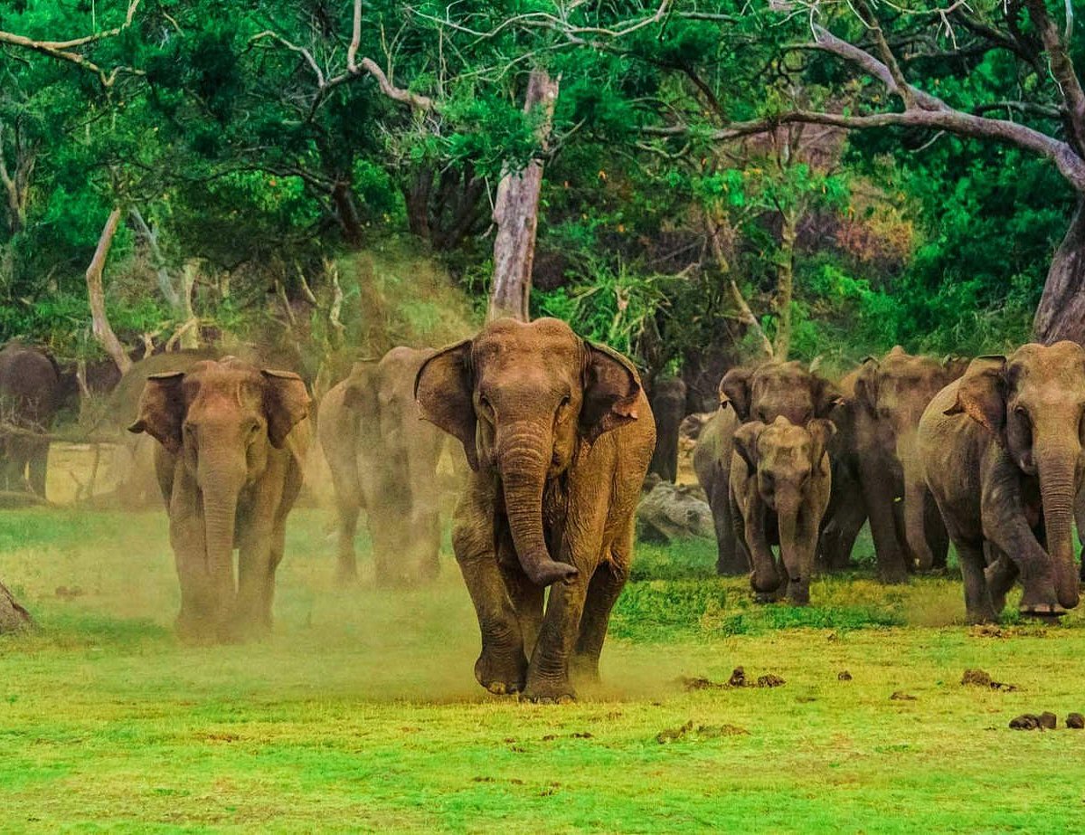 Elephant mother and calf foraging across open grass plains in Udawalawe