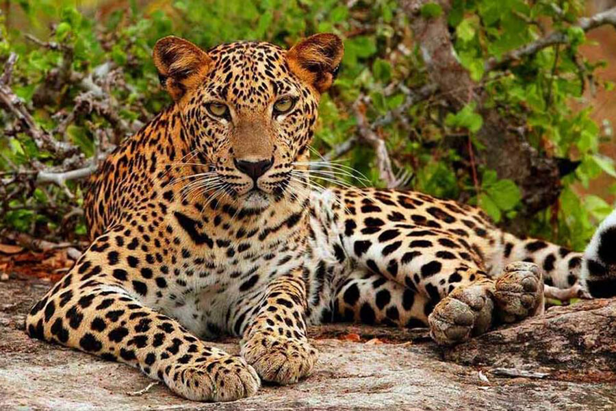 Leopard perched alertly in a national park